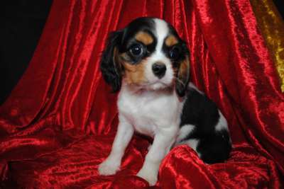 Bébé cavalier king charles femelle a donner