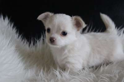 Chiot chihuahua femelle